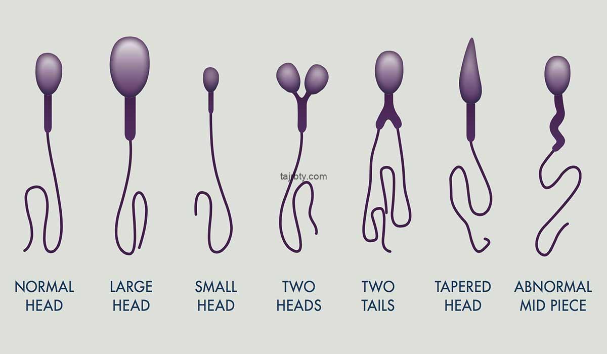 تجربتي مع تشوه الحيوانات