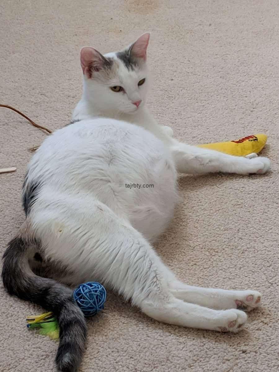 علامات حمل القطة (تعرف عليها الآن)