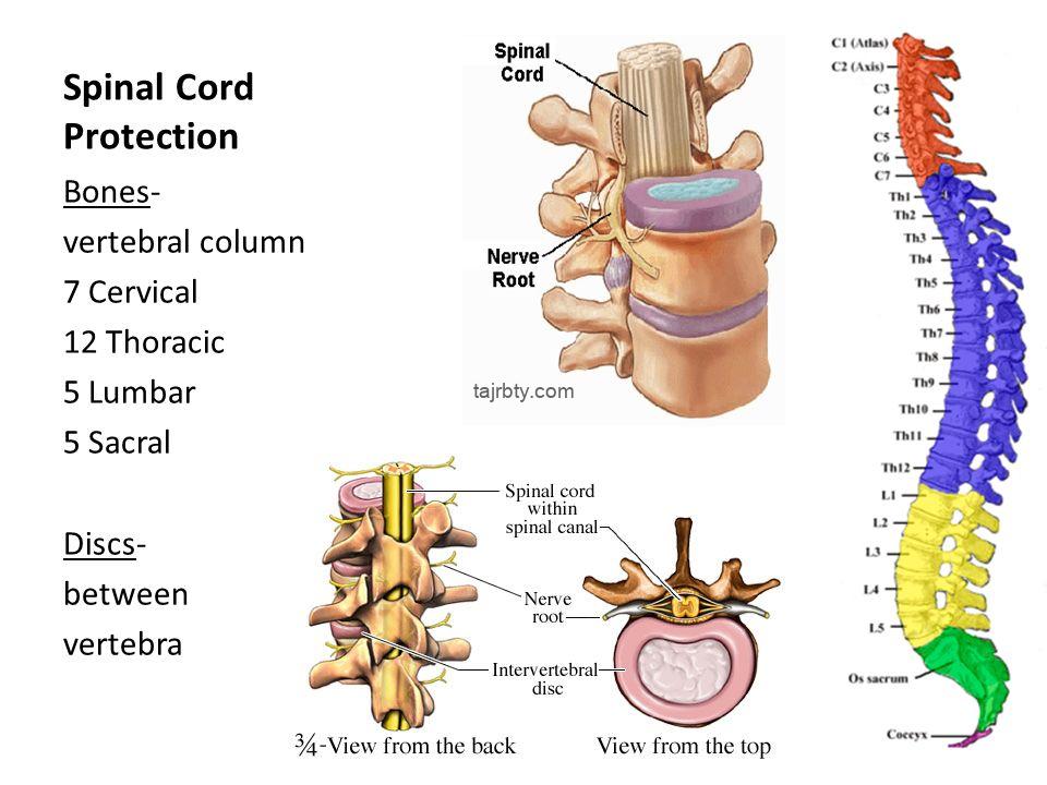 تثبيت الفقرات القطنية والعجزية و تكلفتها
