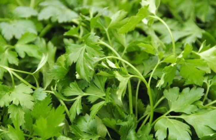 تجربتي مع عشبة القطف