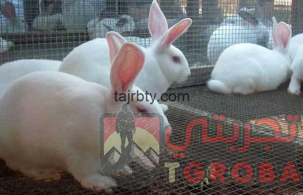 تربية الأرانب المصرية من الالف للياء
