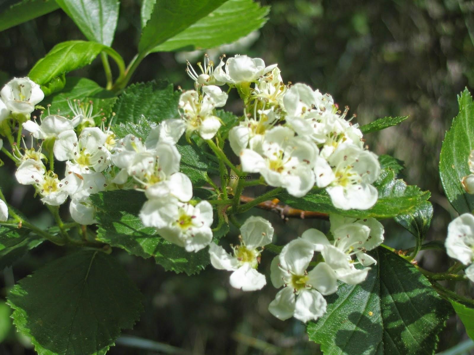  تجربتي مع الزعرور وكيفية استعمال عشبة الزعرور