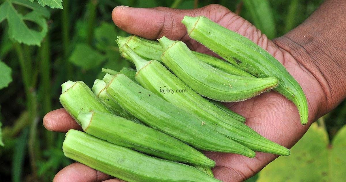 تجربتي مع البامية للسكري