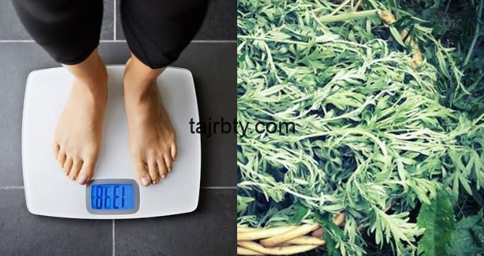 تجربتي مع الشيح للتنحيف