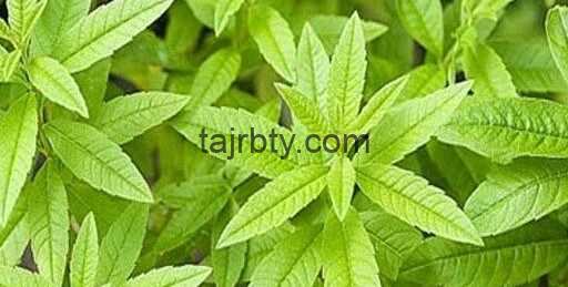 تجربتي مع المليسا للتنحيف