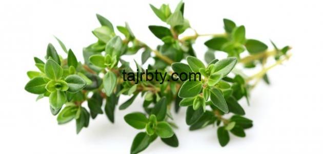 تجربتي مع بخاخ الزعتر للشعر