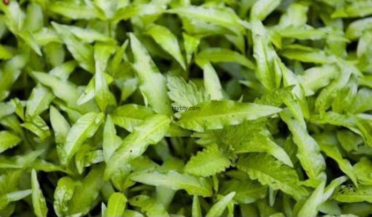 فوائد عشبة القطف وكيفية استعمال عشبة القطف لتكيس المبايض