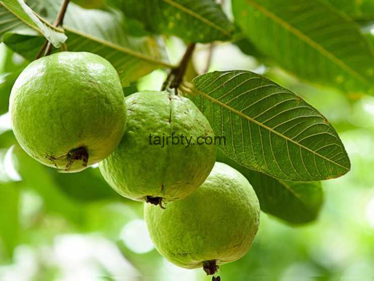 تجربتي مع ورق الجوافة للكحة