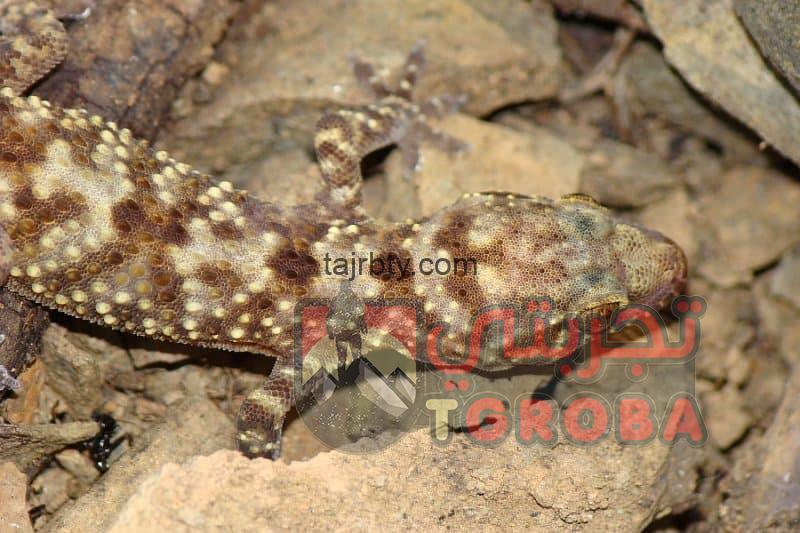 ما هو تفسير حلم البرص في المنام كامل