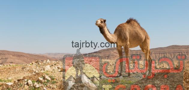 ما هو تفسير حلم الجمل في المنام كامل