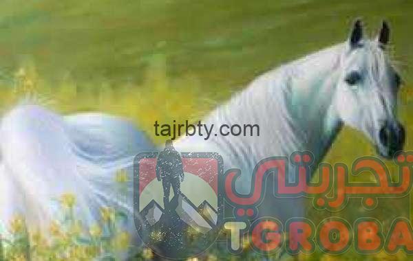 ما هو تفسير حلم الحصان الابيض في المنام كامل