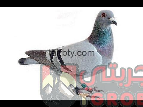 ما هو تفسير حلم الحمام في المنام كامل