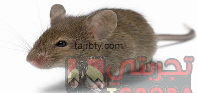ما هو تفسير حلم الفأر في المنام كامل