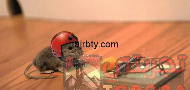 شرح طريقة صيد الفئران