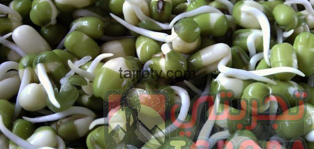 شرح طريقة عمل الفول النابت