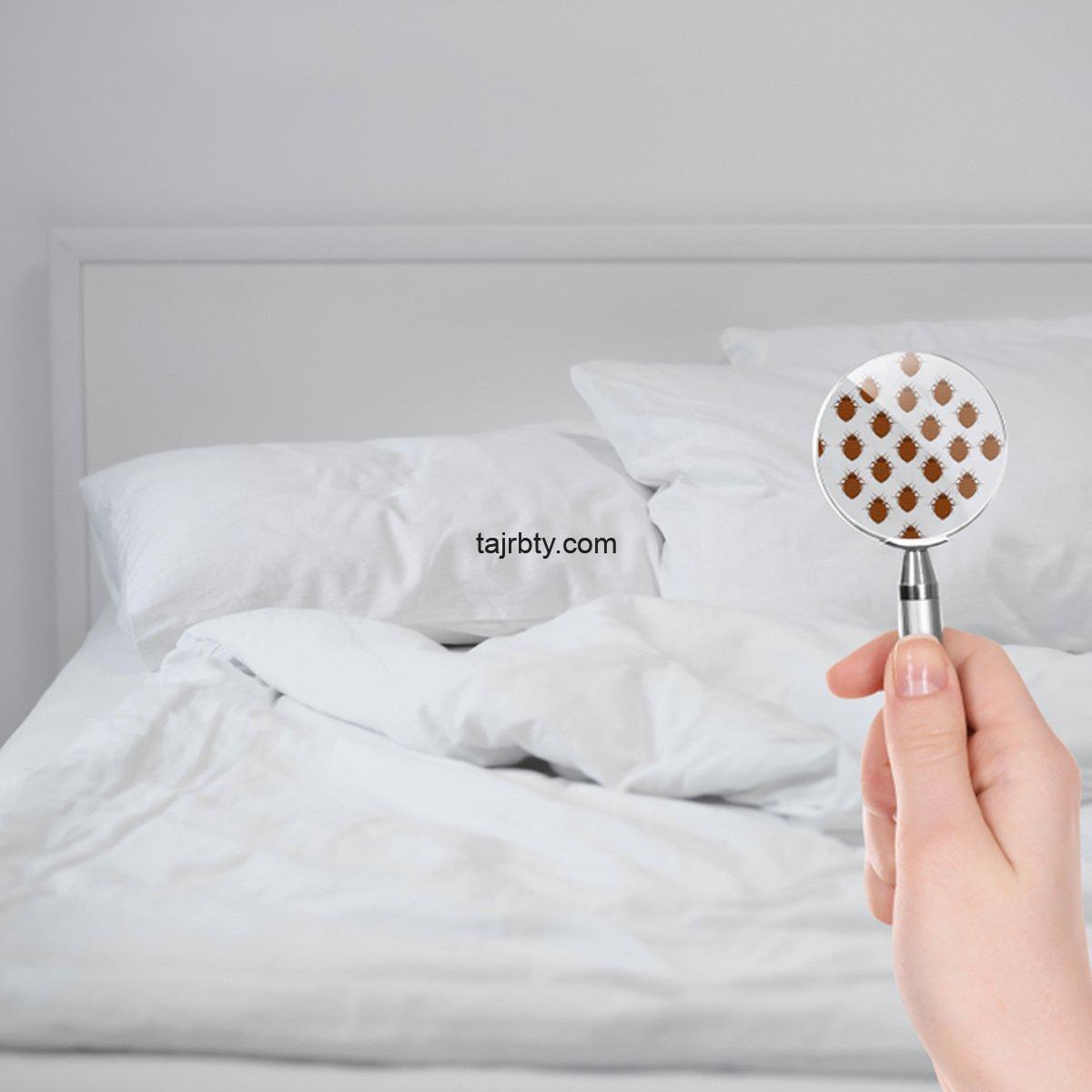 عثة الفراش وعلاجها .. تعرف على كيفية التخلص نهائيا من عثة الفراش