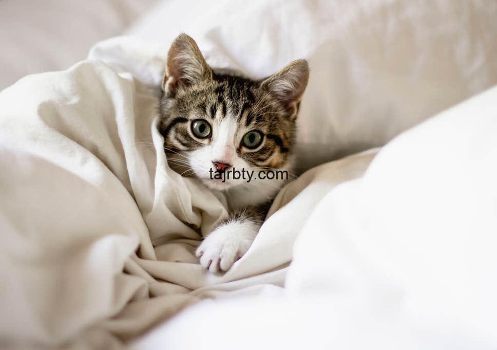 علاج البراغيث عند القطط بطرق طبيعية وفعالة للقضاء نهائيا على براغيث القطط